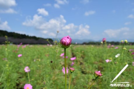 西都原のコスモス畑