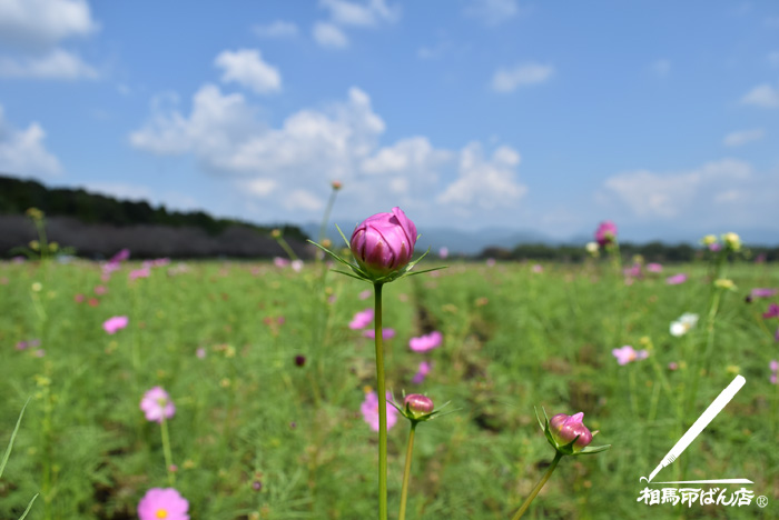 西都原のコスモス畑