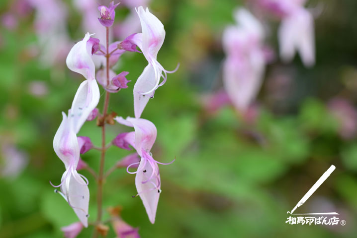庭のピンク色の花