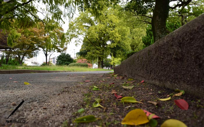 福岡県立美術館の秋めいた公園