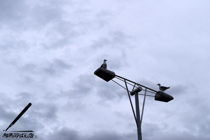 街路灯とカモメ