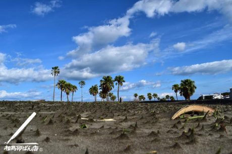 サンマリーンビーチの芝生が砂地化