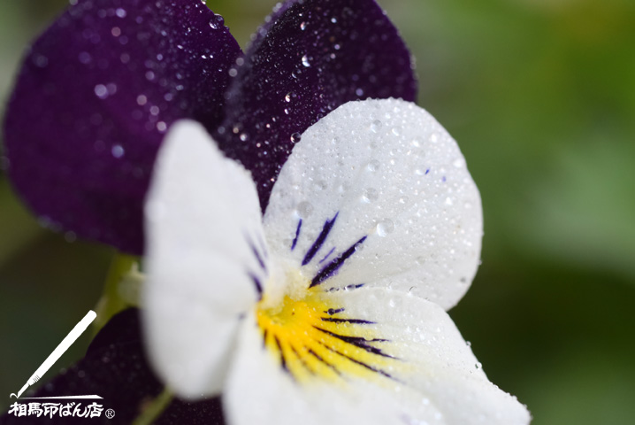 店先に咲いたパンジー