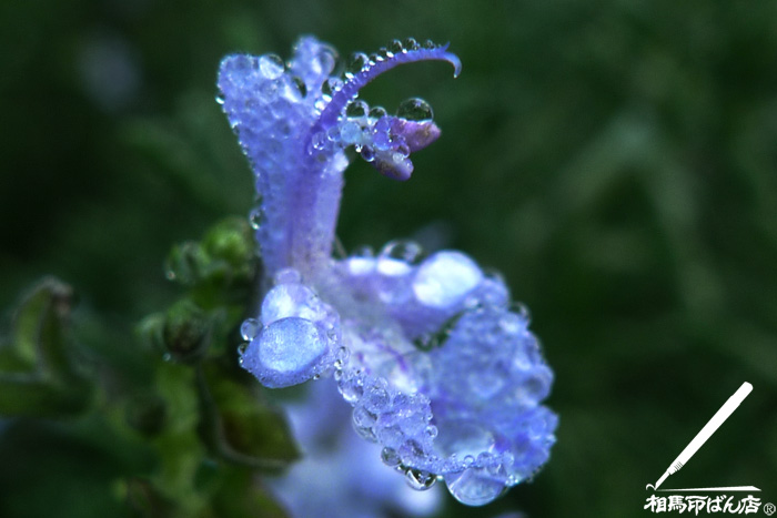 ハーブの花に朝露