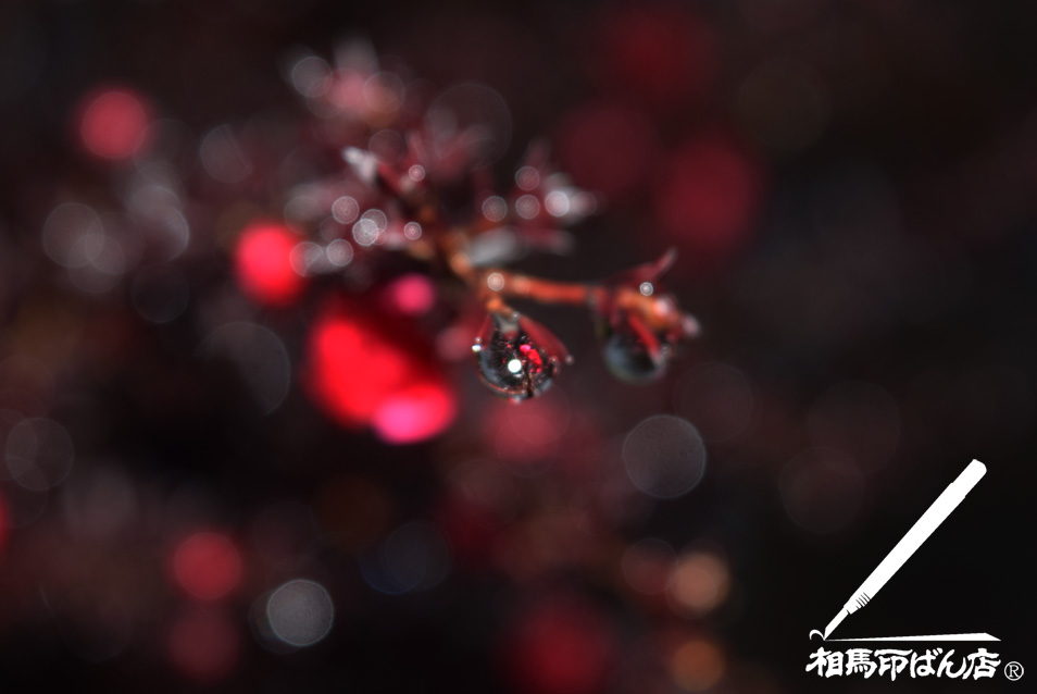 水滴の中の世界