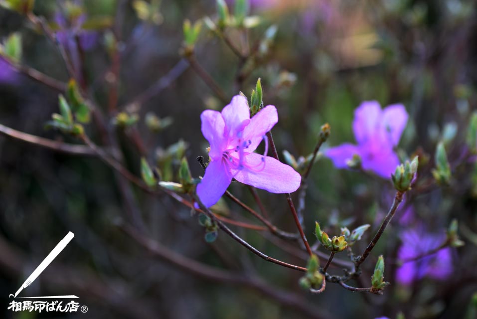 薄いピンク色の花びら