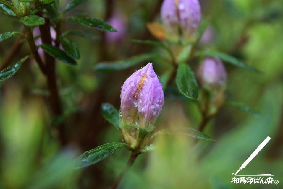 ツツジの蕾