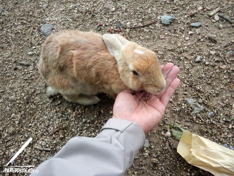 餌を食べるウサギ