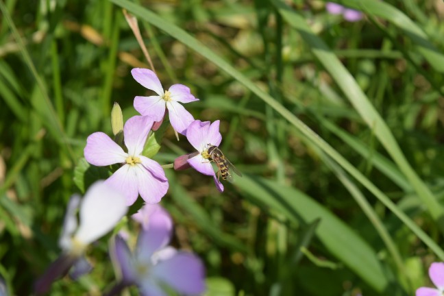 花の蜜を採取するミツバチ