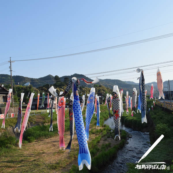 朝の散歩で見た川に吊るされている鯉のぼり