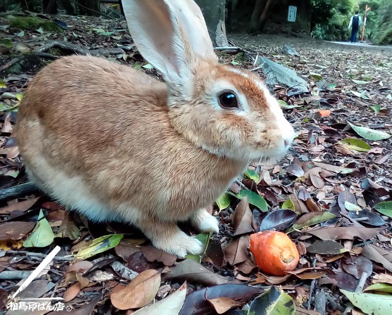 警戒心のないウサギ