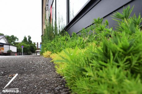 店先の植栽の手入れ