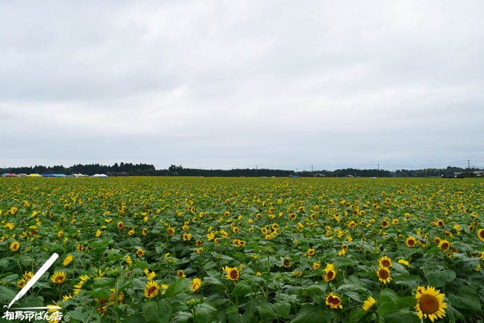 高鍋町のヒマワリ畑