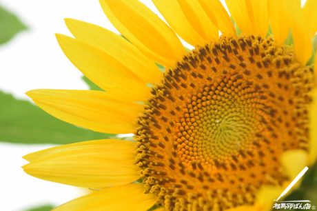 高鍋のヒマワリ畑