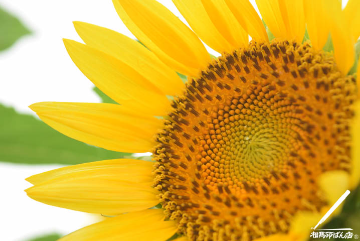 高鍋のヒマワリ畑