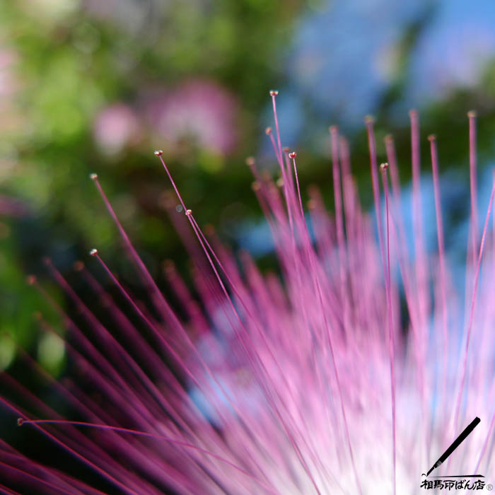 宮崎市の印鑑屋