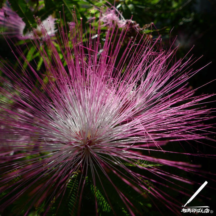 宮崎市の印鑑屋