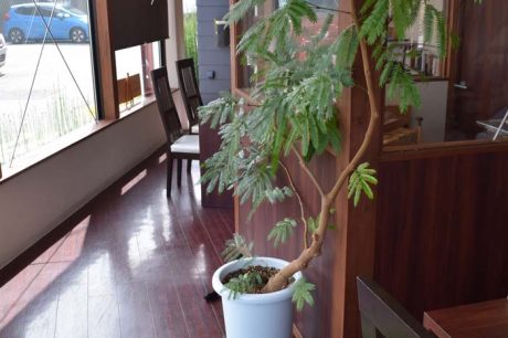 店内の観葉植物エバーフレッシュの剪定