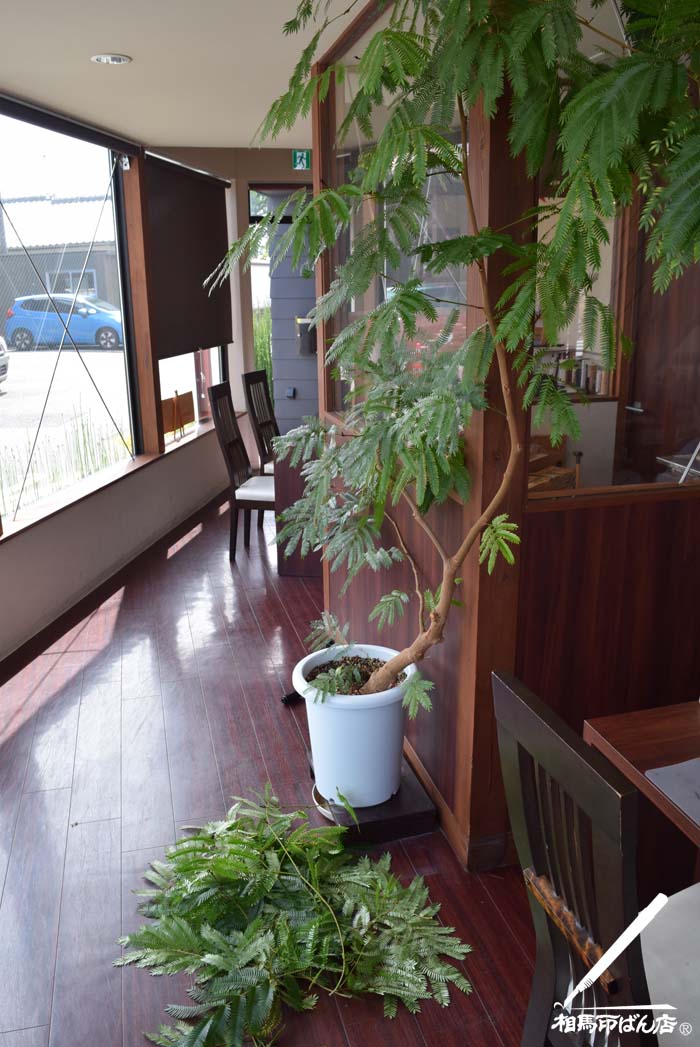 店内の観葉植物エバーフレッシュの剪定