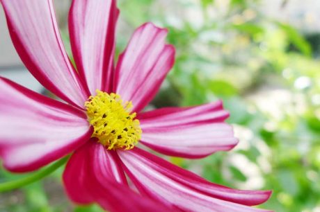 高鍋町もコスモスが咲く時期となりました。