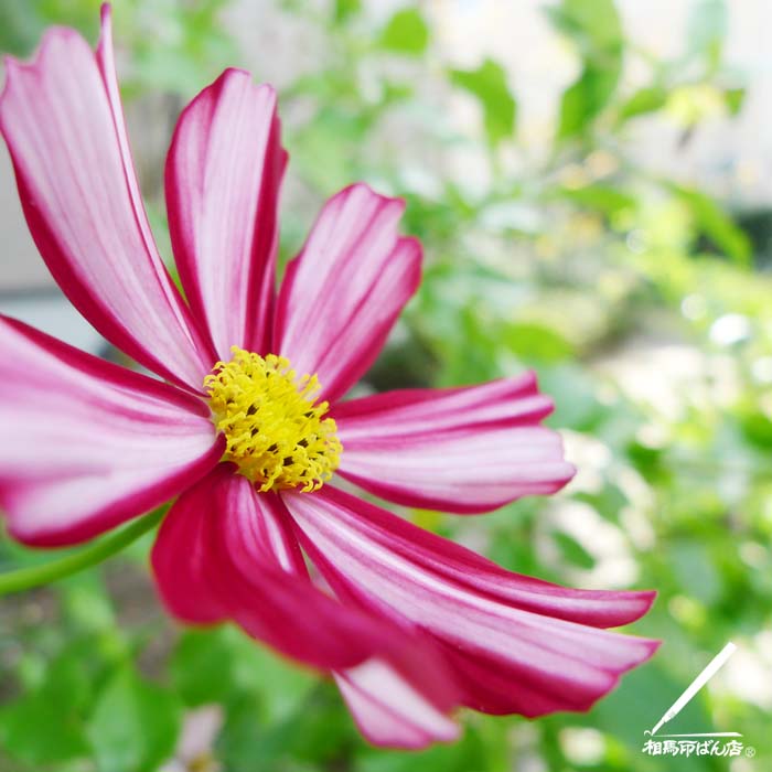 高鍋町もコスモスが咲く時期となりました。