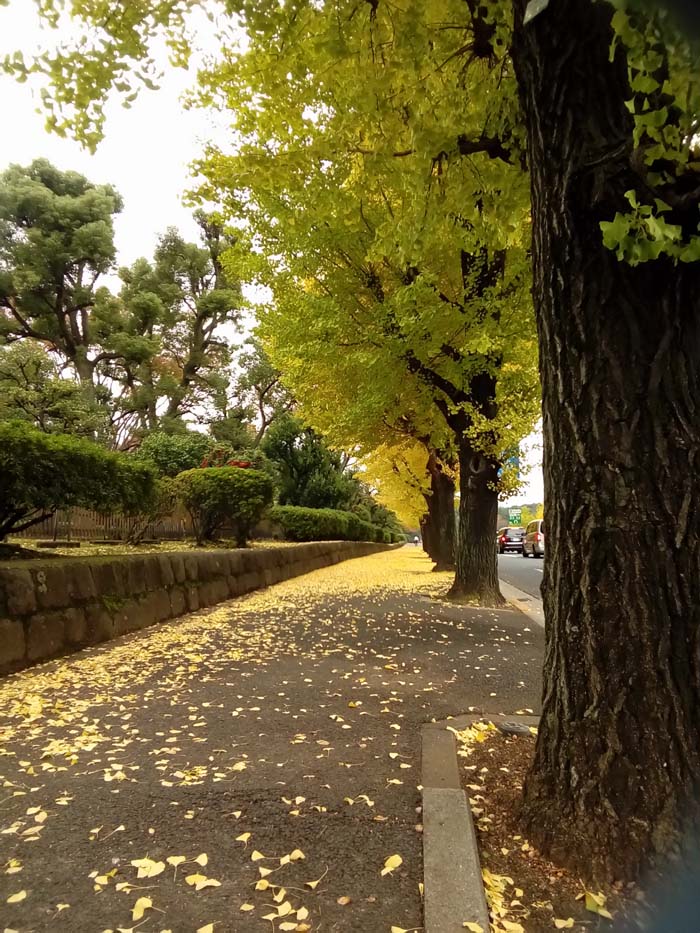 銀杏並木道をあるくと、左手に国会議事堂が