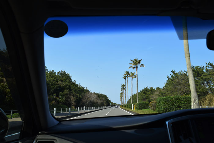 ワシントニアパームスが立ち並ぶ道を快適ドライブ