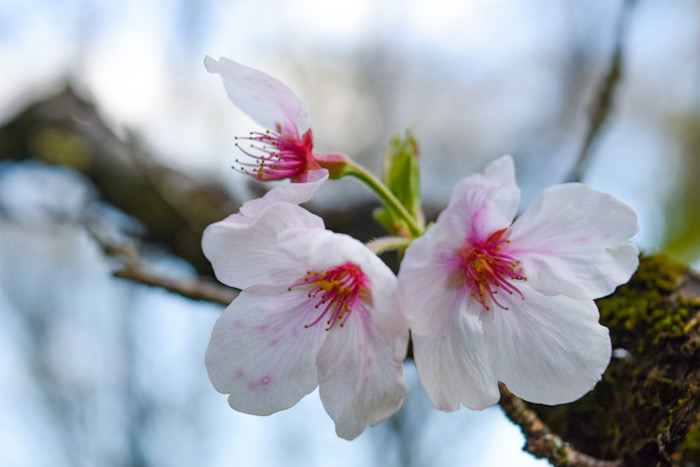 高鍋町の舞鶴公園に咲いてた綺麗な桜