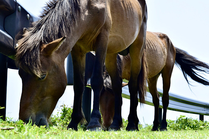 馬が生息している都井岬