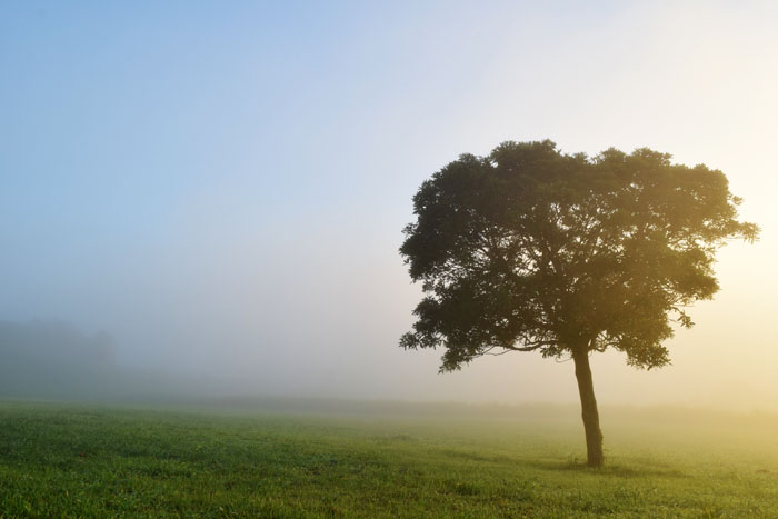 霧に覆われ幻想的な風景に…