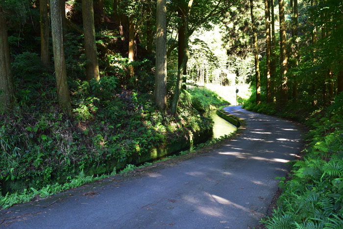 陣の池に通じる一本道