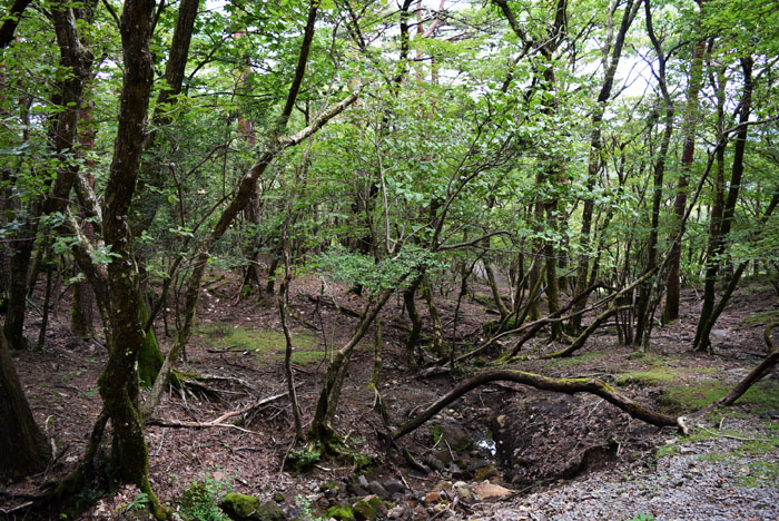 自然の美しさを楽しむ