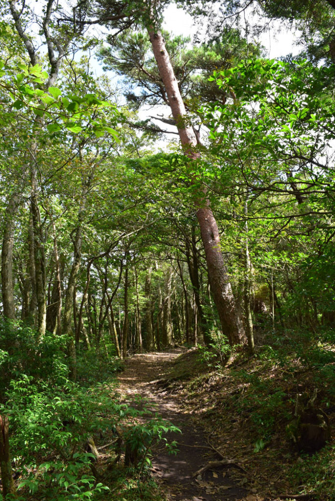 えびの高原の遊歩道を散策