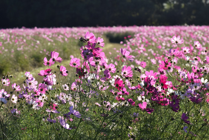 コスモス畑の遊歩道