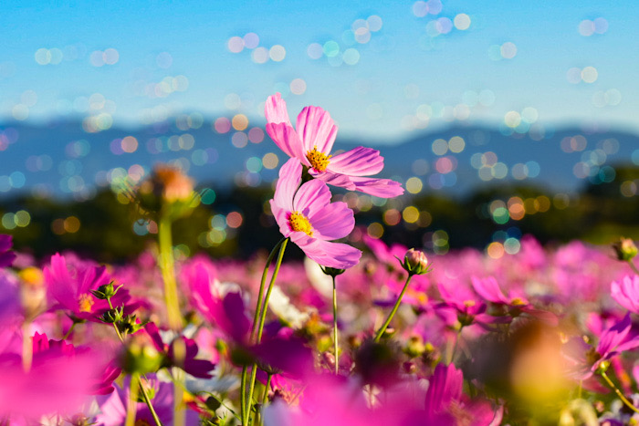 コスモス畑の上に多くのシャボン玉が、ふわふわと流れる