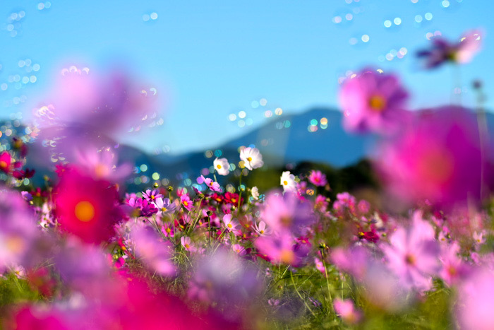 コスモスと、シャボン玉