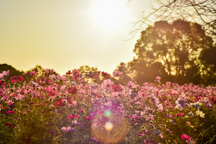 西都原のコスモス畑