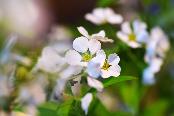 ユキヤナギの花を生ける