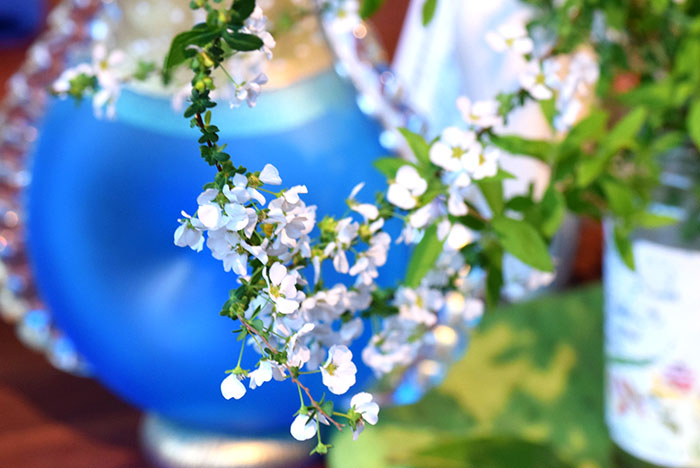 華麗なユキヤナギの小さな花