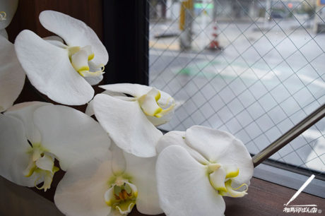 長く咲き続ける白い胡蝶蘭