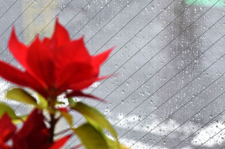 赤く染まったポインセチア