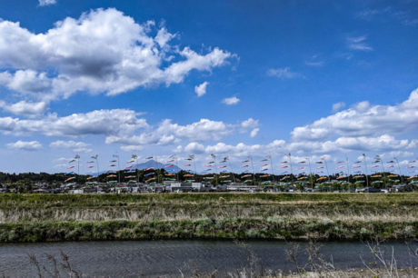 庄内川の鯉のぼり